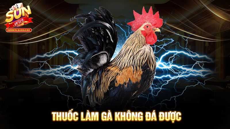 thuốc làm gà không đá được